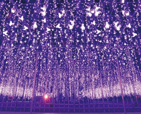 【宮城県内発】 全国1位のイルミネーション!あしかがフラワーパーク「光の花の庭」と佐野厄除け大師(日帰り)2